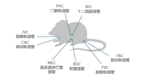 药代动力学-小动物服务 药代动力学-小动物服务