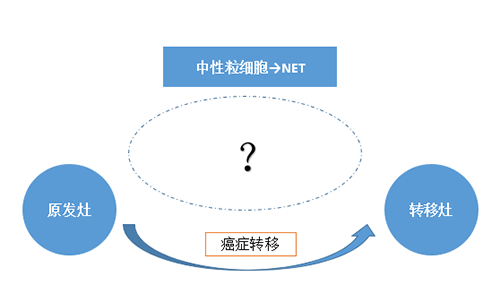 NET可能会通过某些方式“捕获”或“唤醒”癌细胞，从而造成癌细胞的迁移。