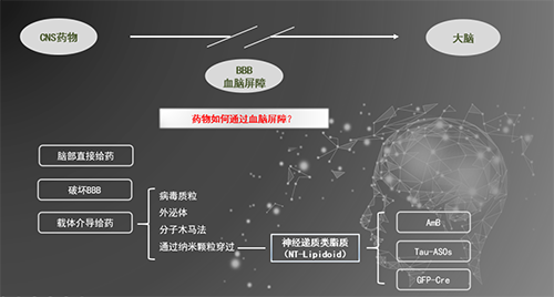 人工合成NT类脂质开放血脑屏障，为CNS药物打开新局面