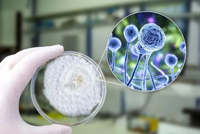 28圈助力 | 祥根生物首款创新药SG1001口服片剂中国IND获批